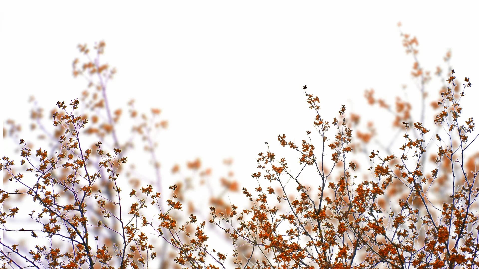 Quater Past Fall
