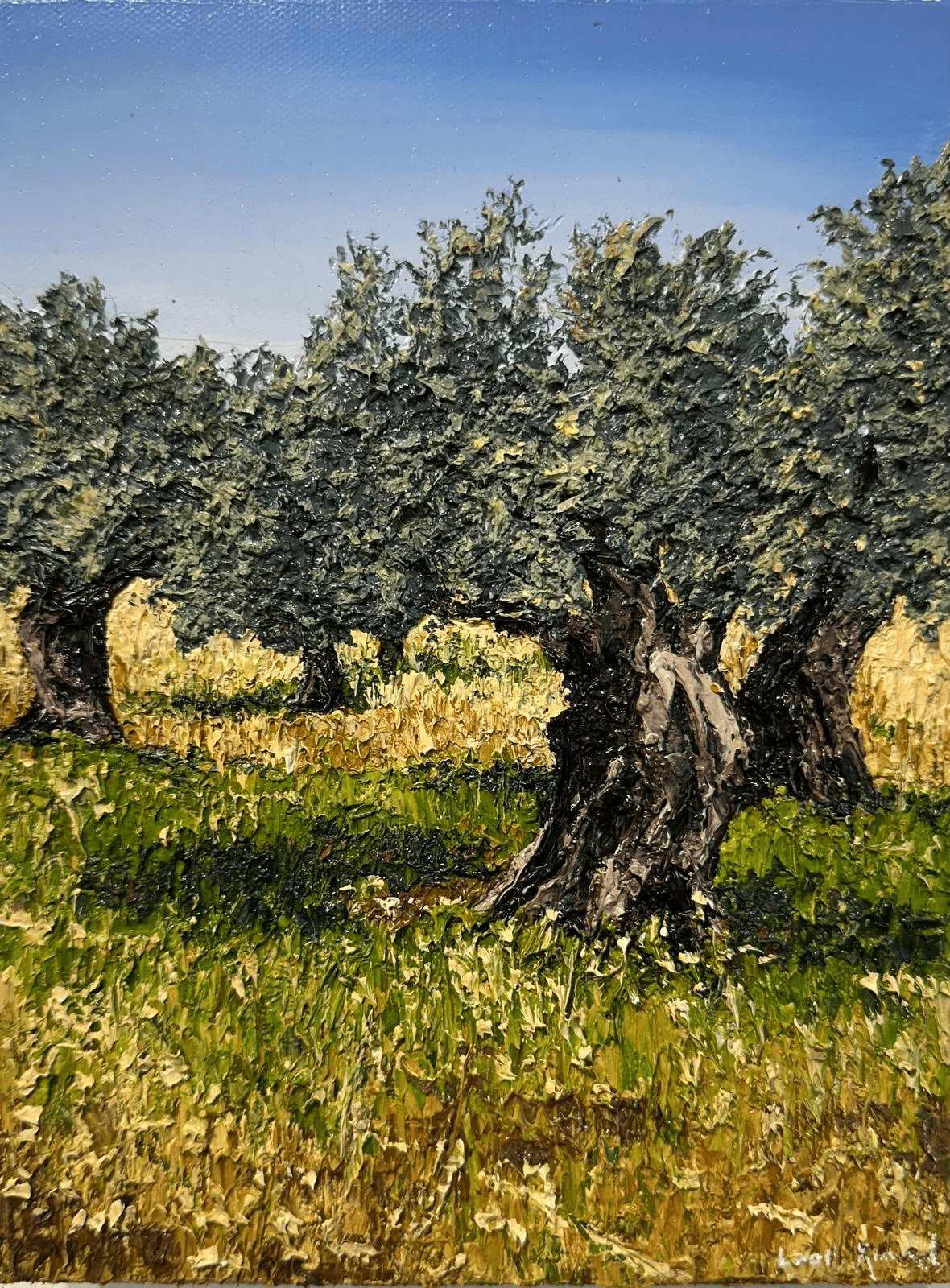 Olive tree grove