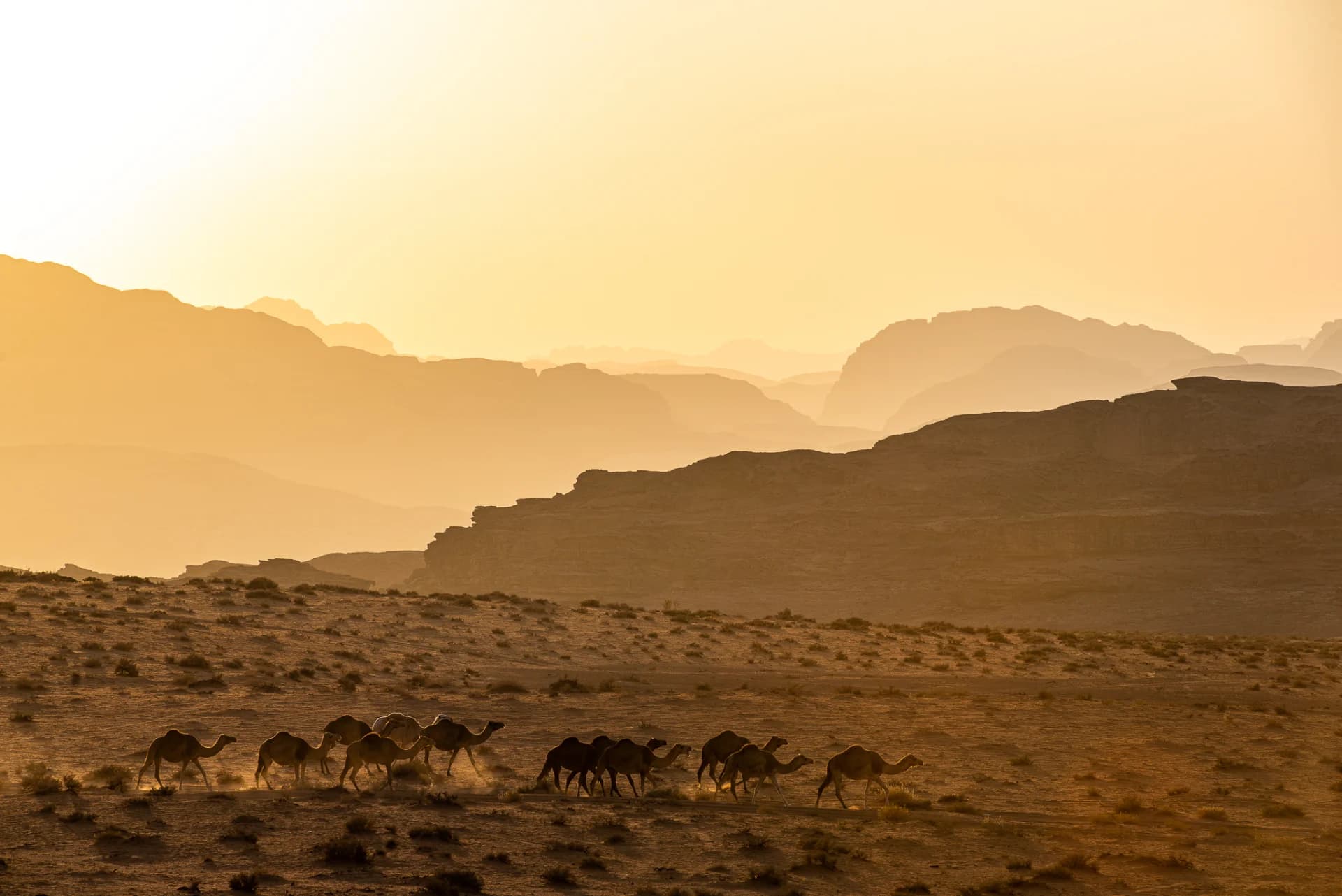 Living desert