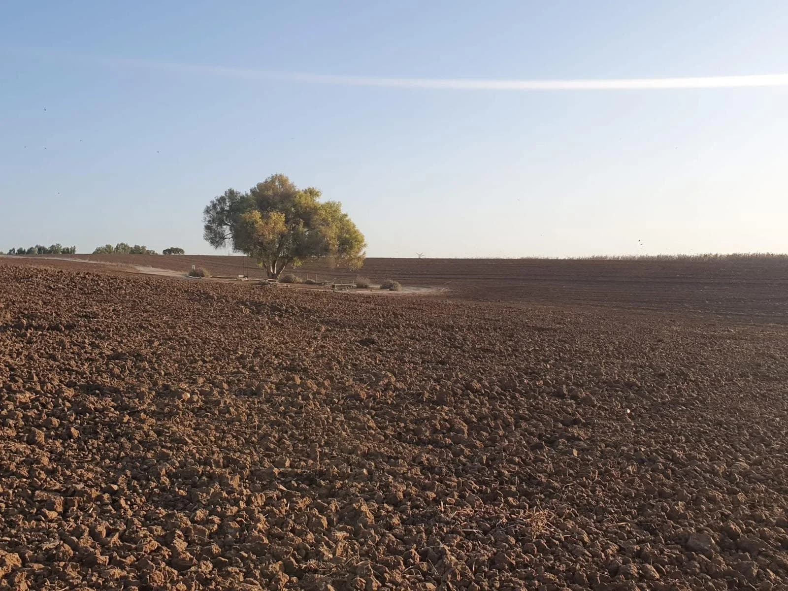 Nili Kaufman artwork